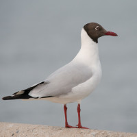 Brown-headed Gull